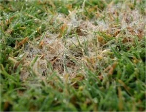 dollarspot_fungus_white_cottony_sm-300x229.jpg