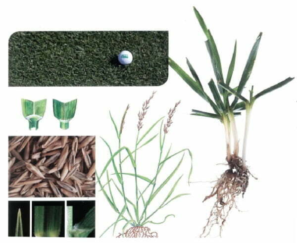 festuca