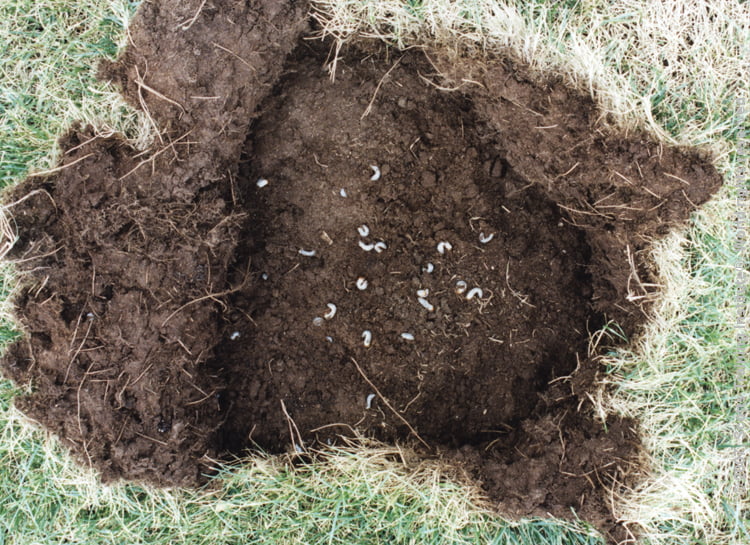 grubs_in_lawn