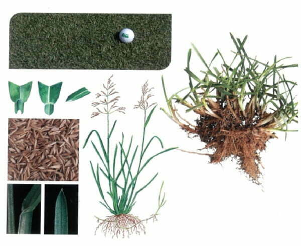 poa